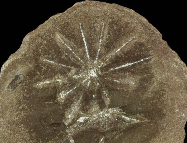 Annularia Fern Fossil - Mazon Creek #106658